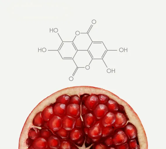 Pomegranate Polyphenol